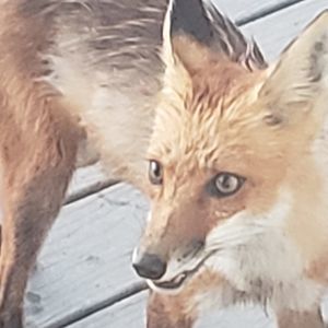 Meet your Posher, Sherry